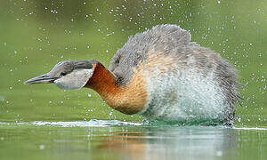 Red-necked Grebe