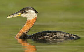 Red-necked Grebe