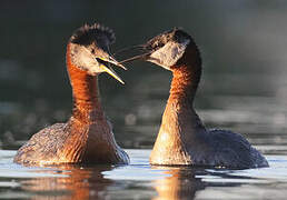 Red-necked Grebe