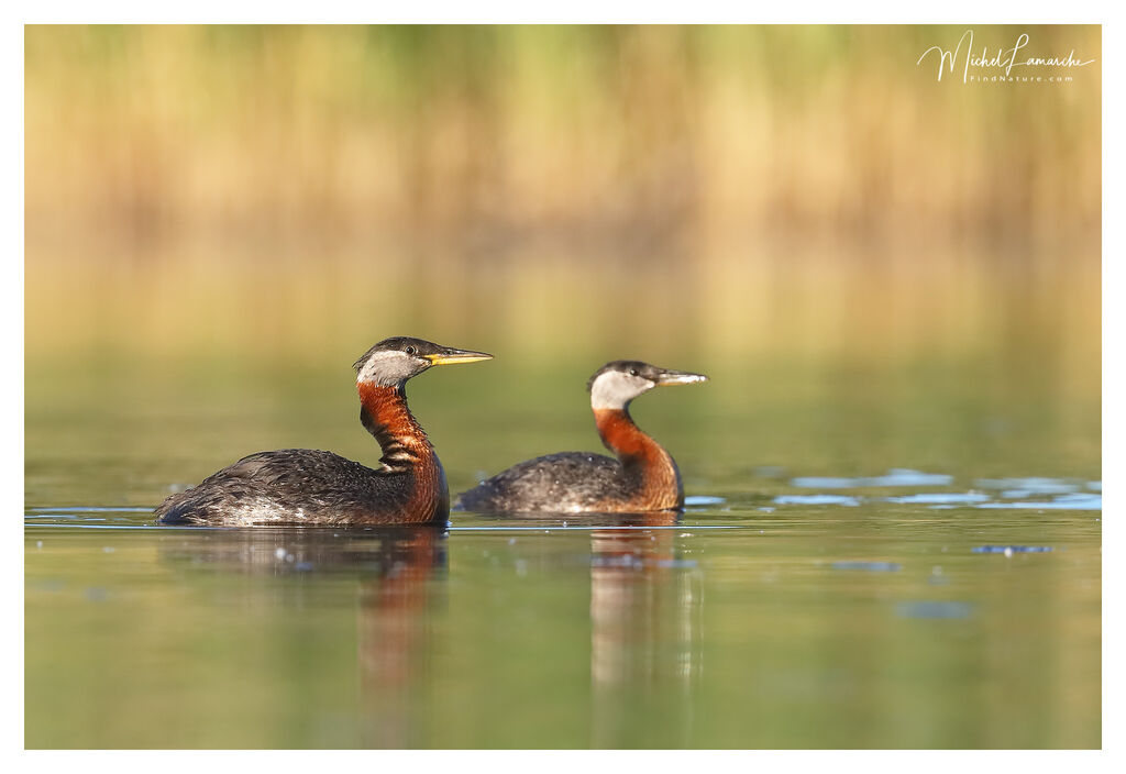 Red-necked Grebe