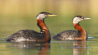 Red-necked Grebe