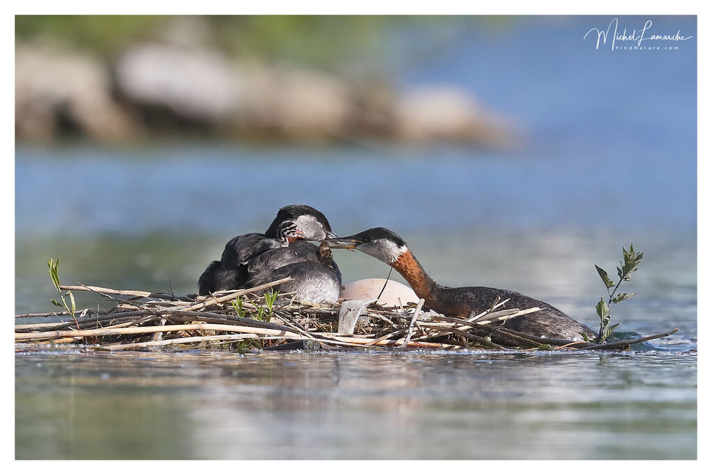 Red-necked Grebe