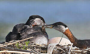 Red-necked Grebe