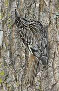 Brown Creeper