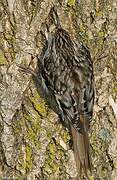 Brown Creeper