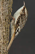 Brown Creeper