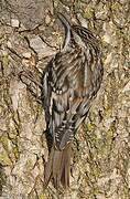 Brown Creeper