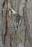 Brown Creeper