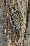 Brown Creeper