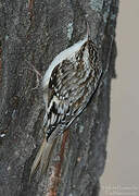 Brown Creeper