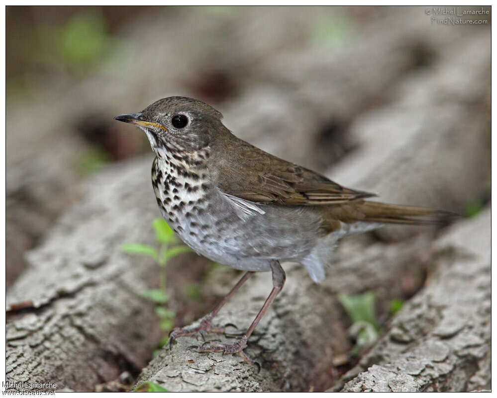 Grey-cheeked Thrushadult, identification