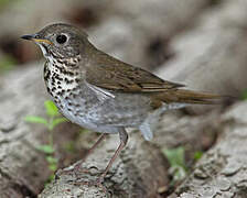 Grey-cheeked Thrush