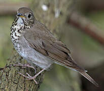 Grey-cheeked Thrush