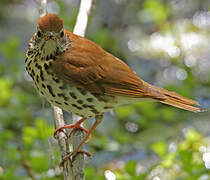 Wood Thrush