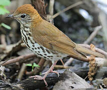 Wood Thrush