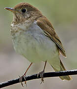 Veery