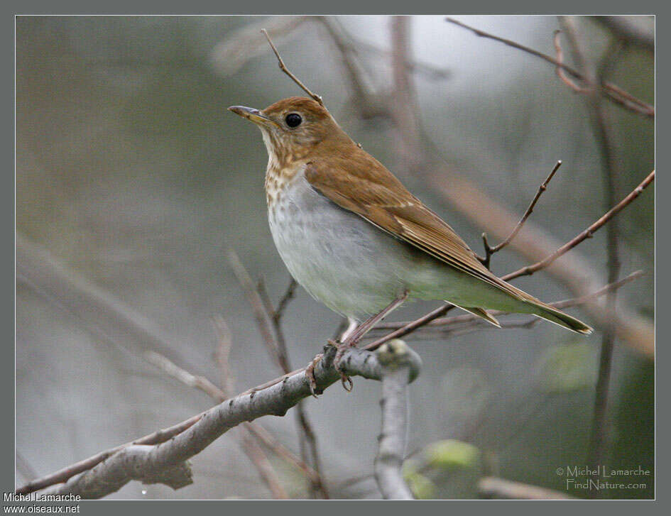 Veery, identification