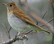 Veery