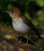 Veery