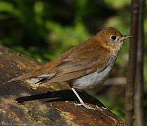 Veery