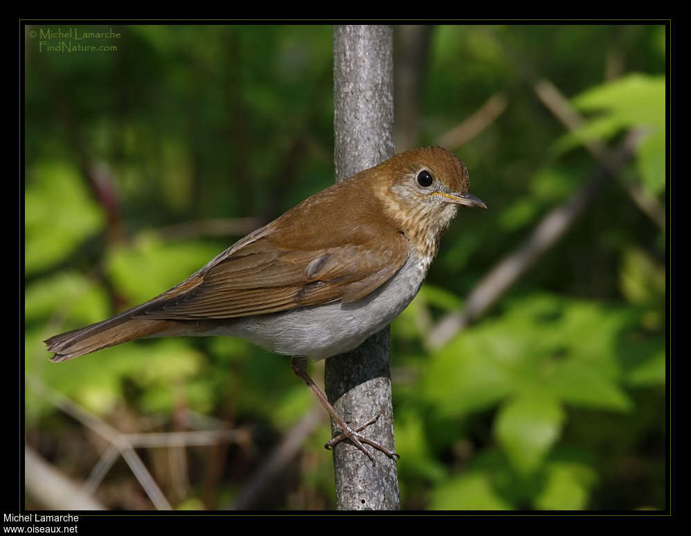 Veeryadult, identification