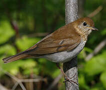 Veery