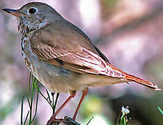 Hermit Thrush