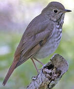 Hermit Thrush