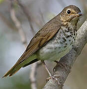 Hermit Thrush