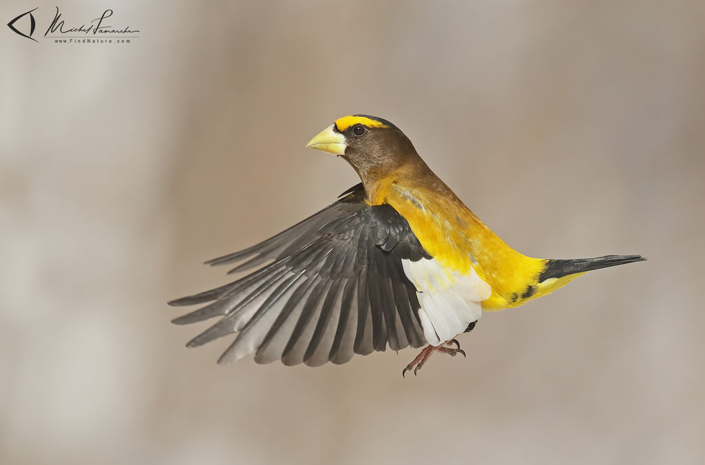 Evening Grosbeak male adult, Flight