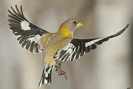 Evening Grosbeak