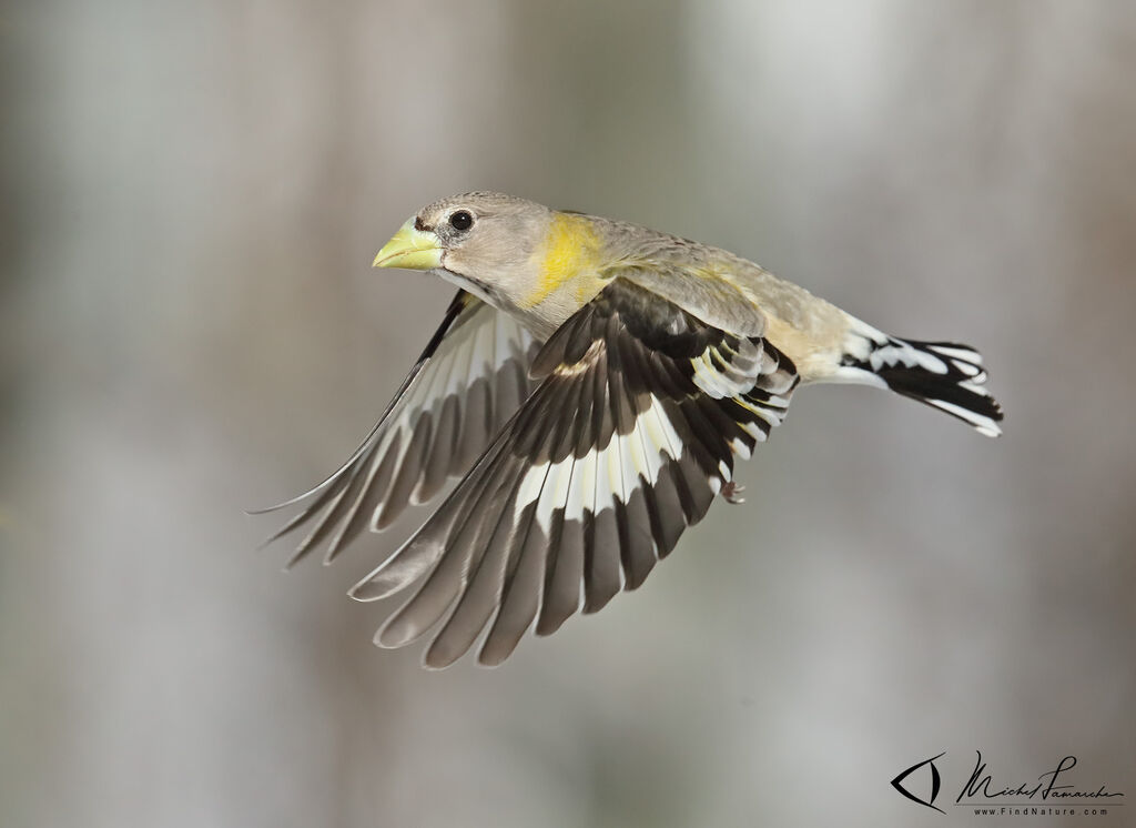 Evening Grosbeak female adult, Flight