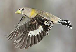 Evening Grosbeak