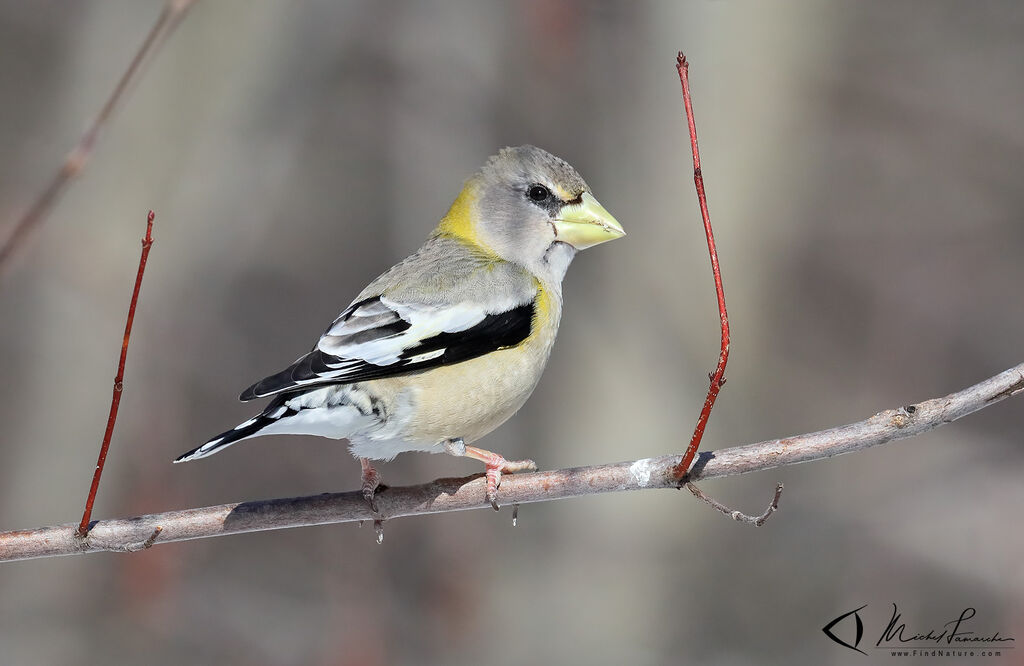 Evening Grosbeak female adult