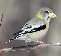 Evening Grosbeak