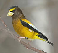 Evening Grosbeak