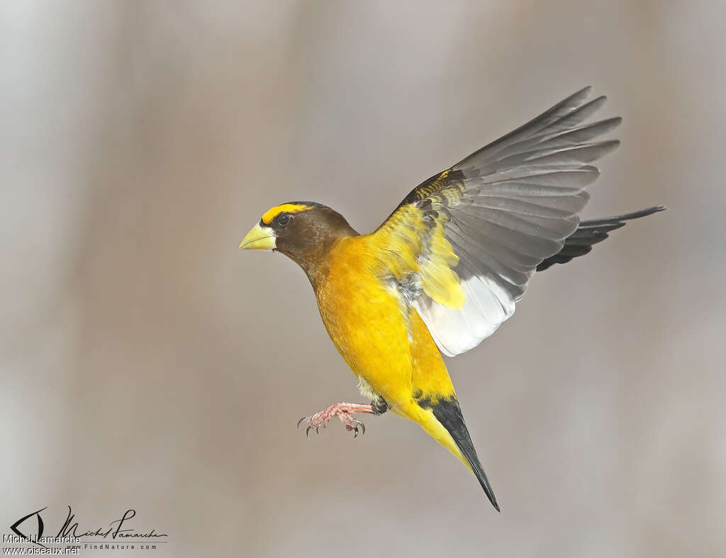 Evening Grosbeak male adult, Flight