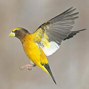 Evening Grosbeak