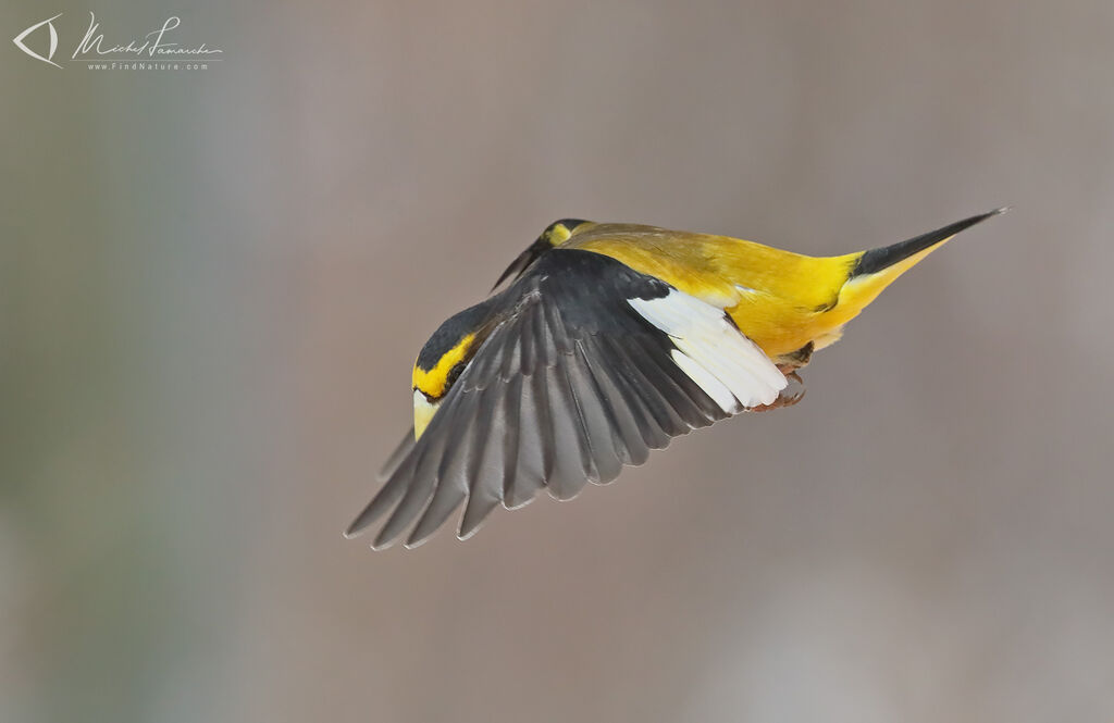 Evening Grosbeak male adult, Flight