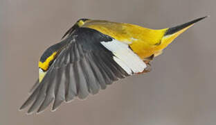 Evening Grosbeak