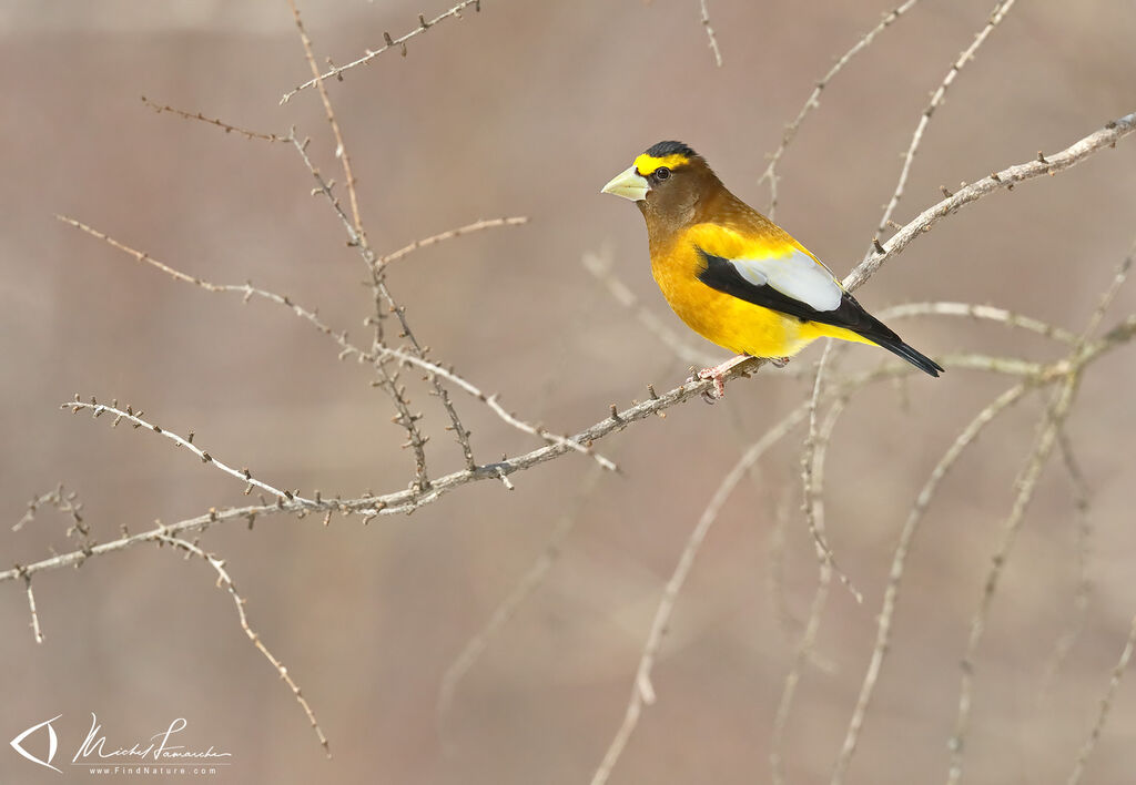 Evening Grosbeak male adult