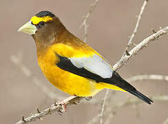 Evening Grosbeak