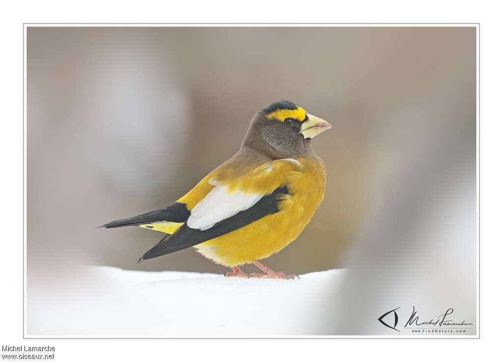 Evening Grosbeak male adult, identification