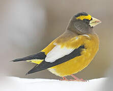 Evening Grosbeak