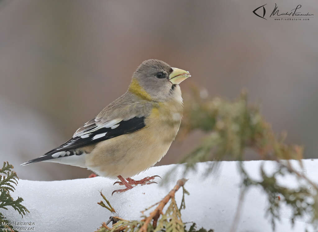 Evening Grosbeak female adult, identification