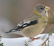 Evening Grosbeak