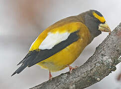 Evening Grosbeak