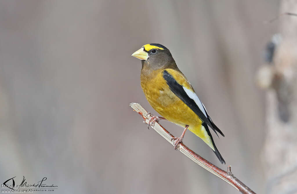 Evening Grosbeak male adult, identification