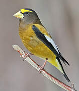 Evening Grosbeak