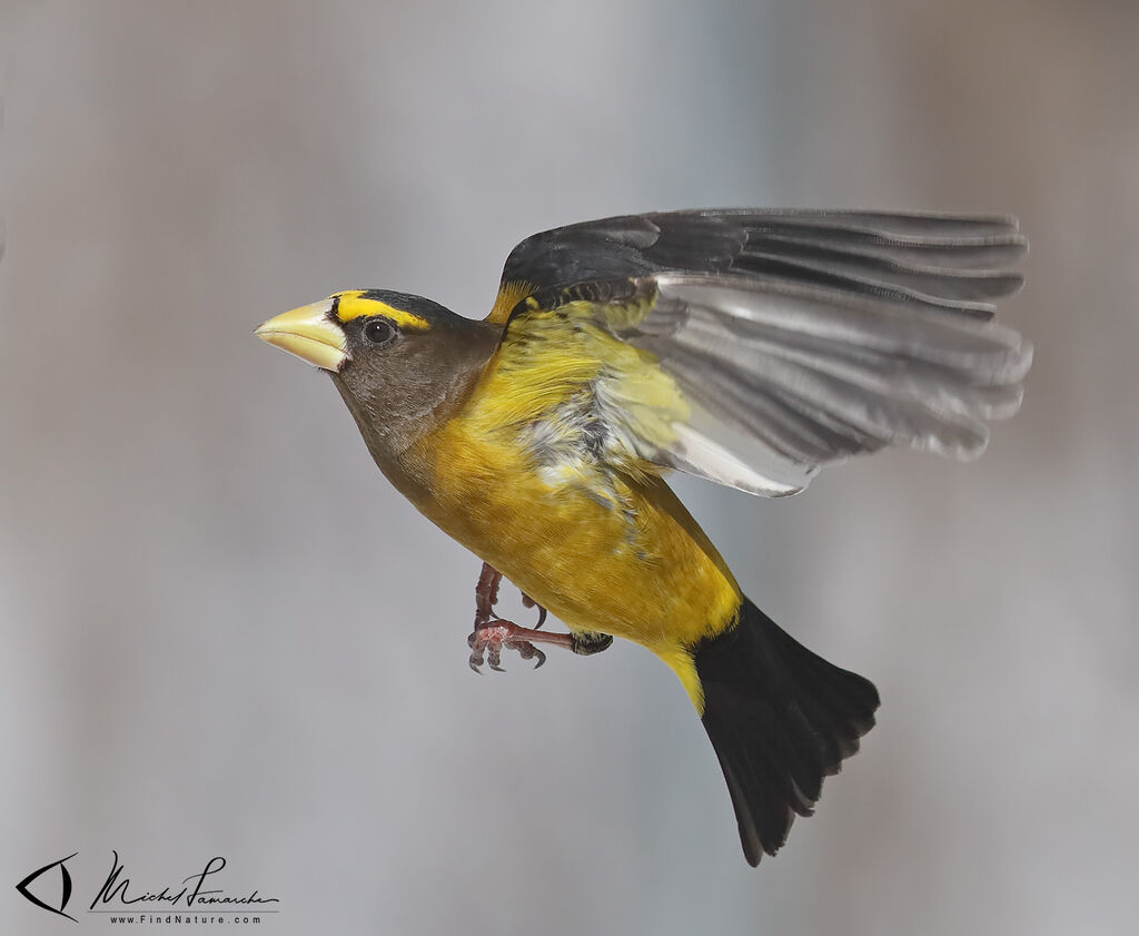 Evening Grosbeak male adult, pigmentation, Flight